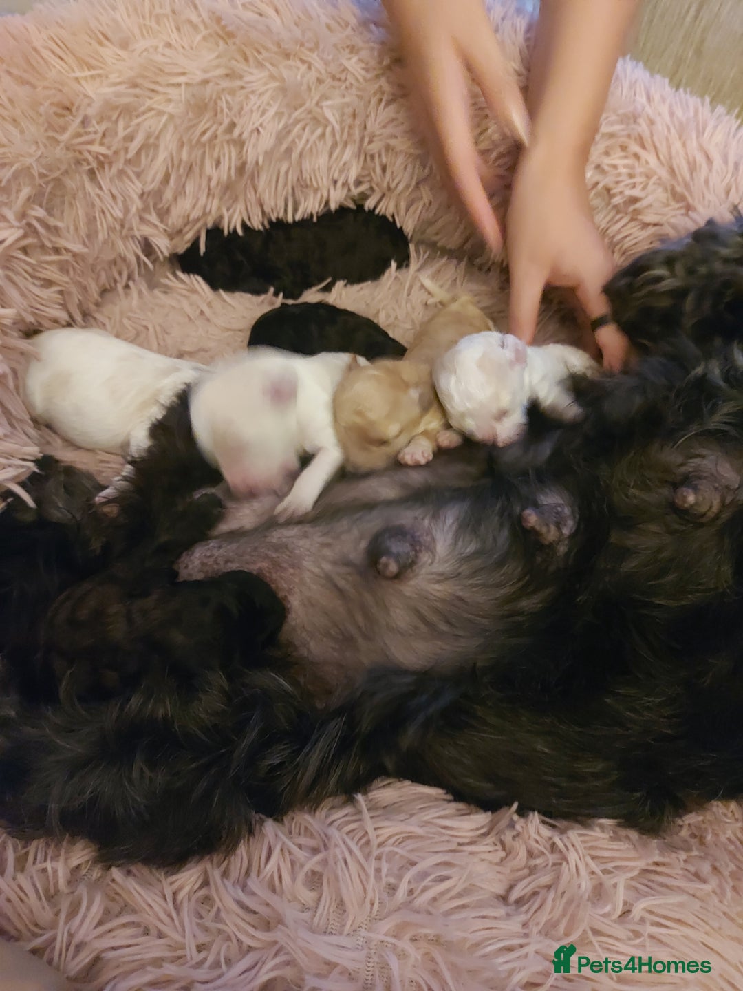 Cockapoo dogs for sale: F1b cockerpoo puppies - Image 1