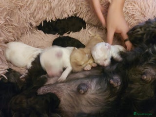 Cockapoo dogs - Advert 6