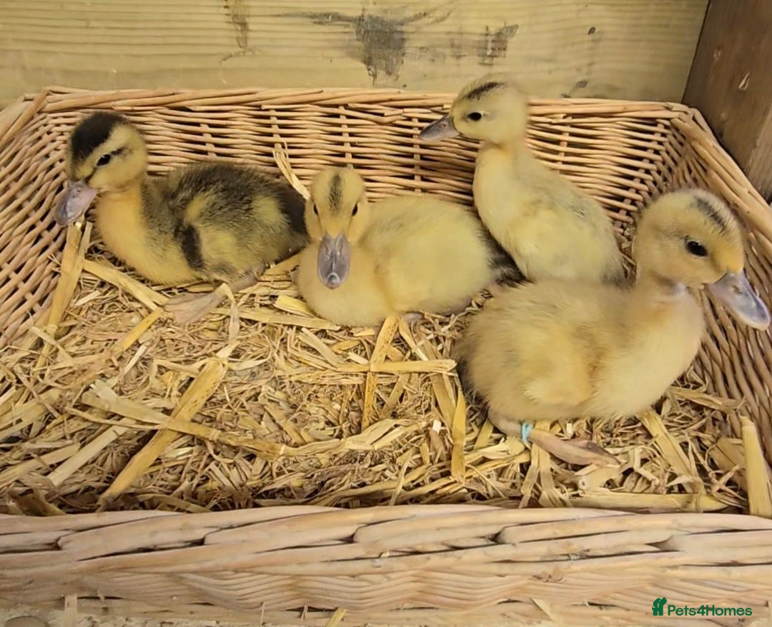 Ducks poultry Mini Silver Appleyard ducklings  - Advert 2