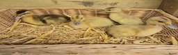 Ducks poultry for sale: Mini Silver Appleyard ducklings  - Advert 1