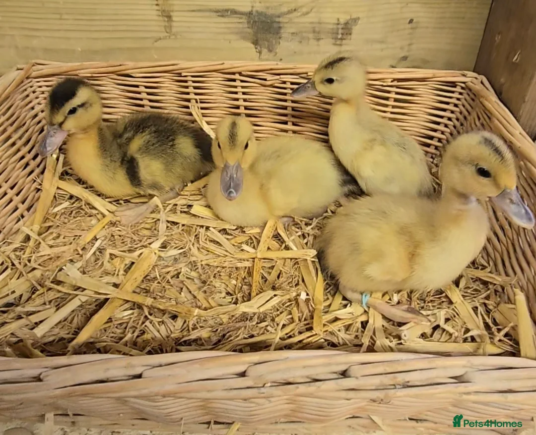 Ducks poultry for sale: Mini Silver Appleyard ducklings  - Advert 1
