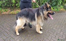 German Shepherd dogs for stud: KC Registered Long Hair German Shepherd Stud - Image 4