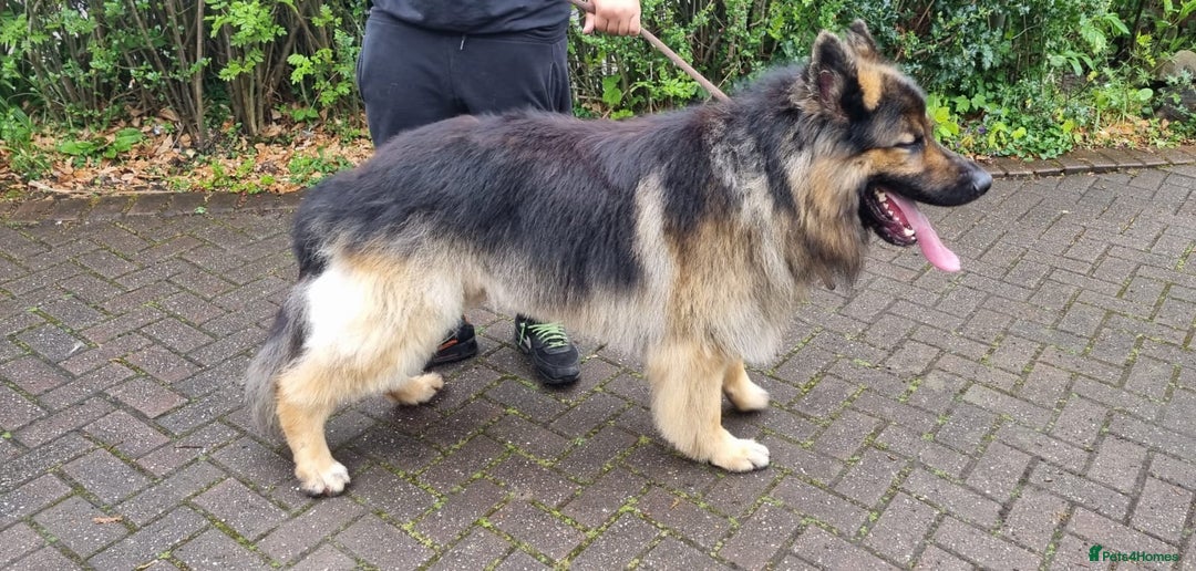 German Shepherd dogs for stud: KC Registered Long Hair German Shepherd Stud - Image 4