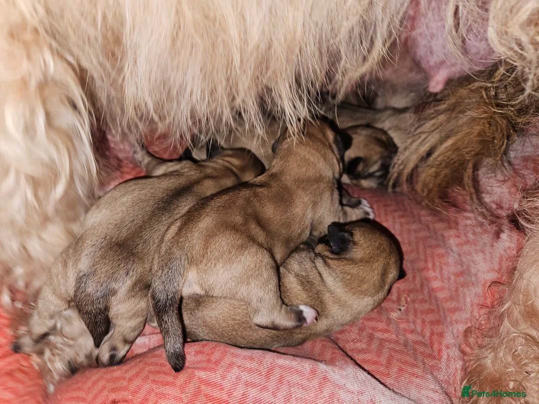 Glen of Imaal Terrier dogs for sale: Maximum dog in minimum frame! - Advert 18