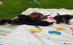 Miniature Dachshund dogs for sale: Miniature dachshounds  - Image 10