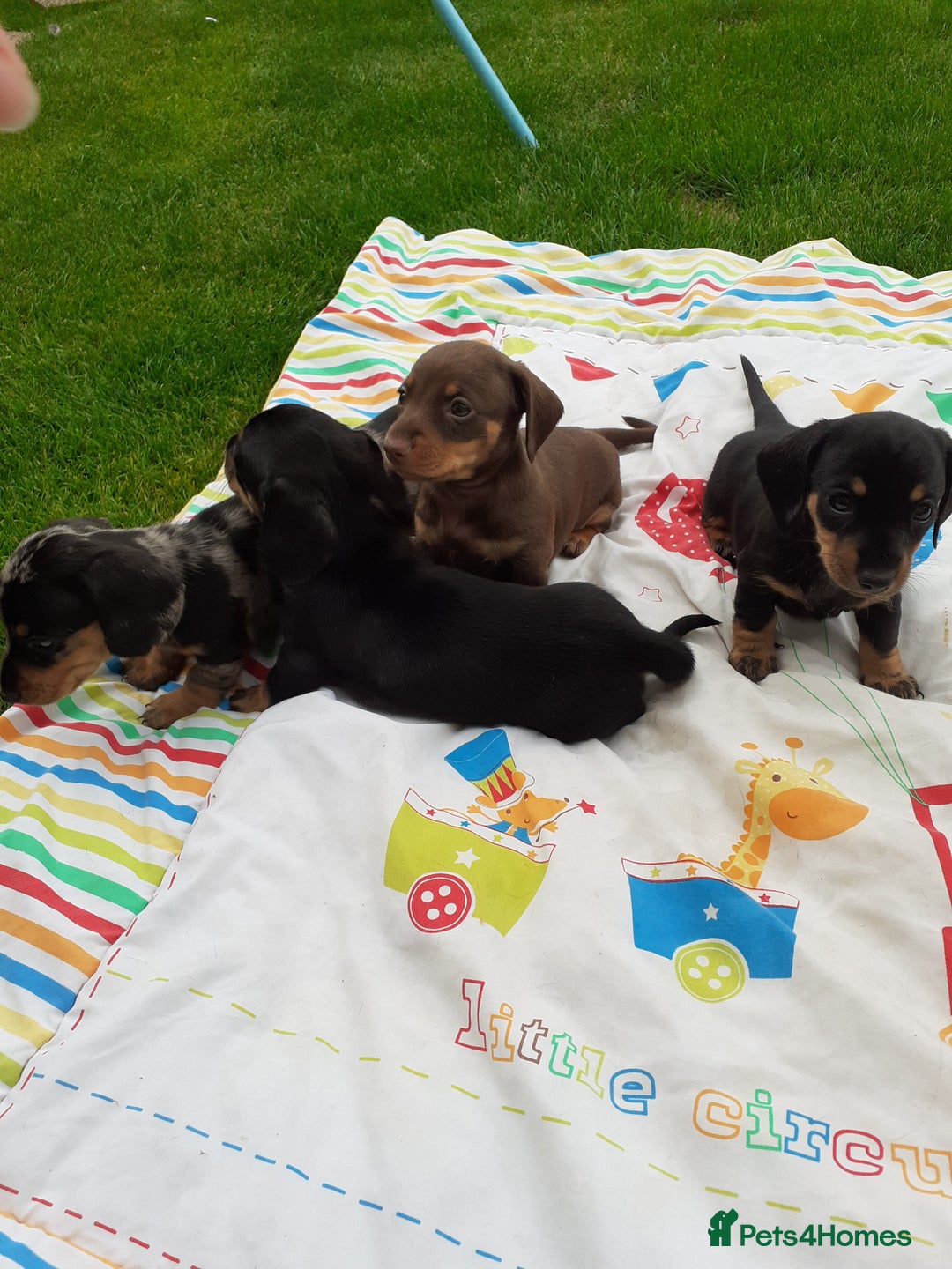 Miniature Dachshund dogs for sale: Miniature dachshounds  - Image 10