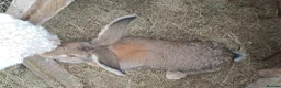 Continental Giant rabbits for sale: Super Stars  Stud Service -Beautiful PROVEN Bucks  - Advert 19