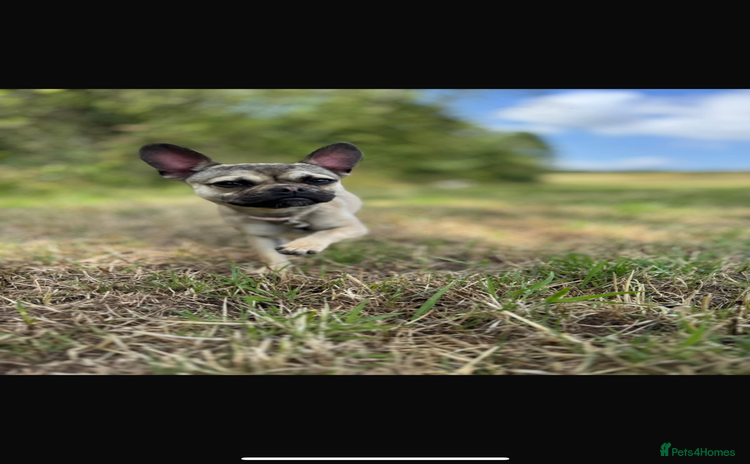 Frug dogs - Advert 1