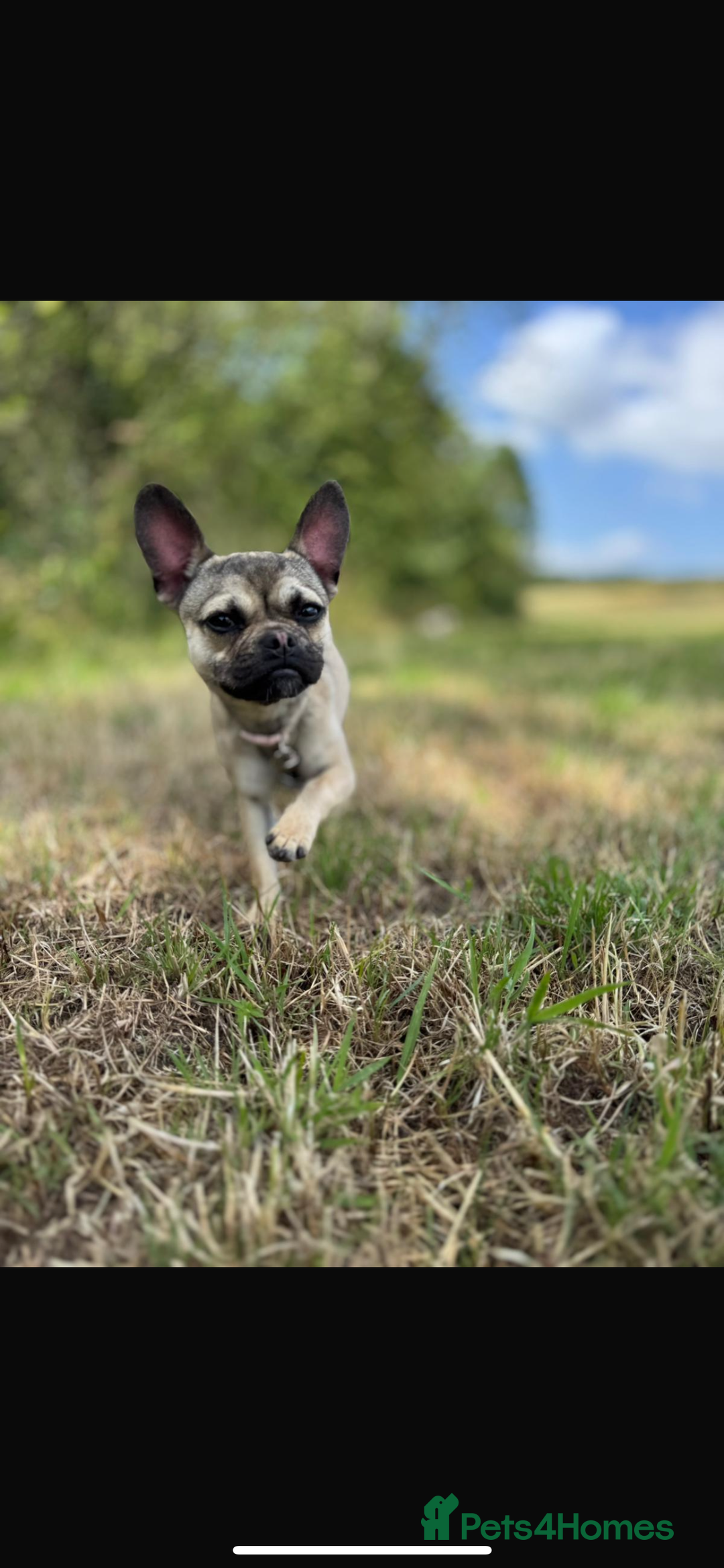 Frug dogs for sale: Bella  - Image 1