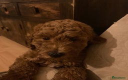 Labradoodle dogs for sale: Last two! Beautiful F3b Labradoodle Puppies - Image 40
