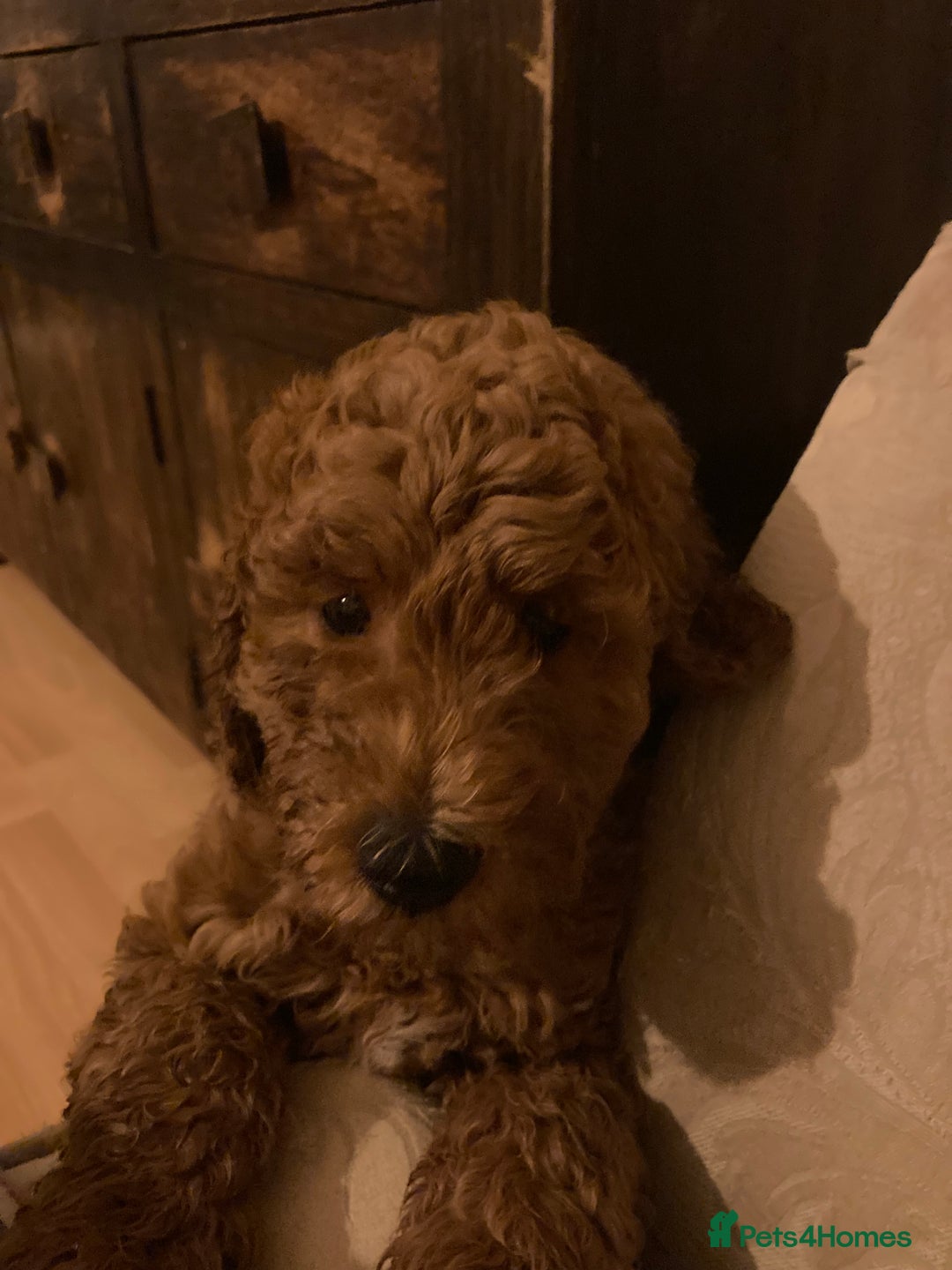 Labradoodle dogs for sale: Last two! Beautiful F3b Labradoodle Puppies - Image 40