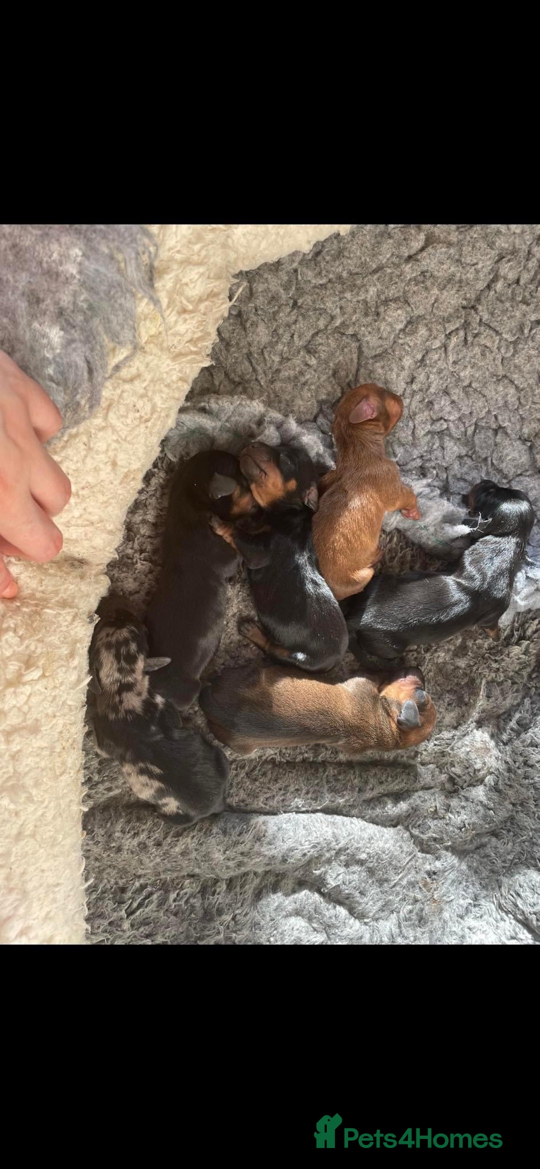 Miniature Dachshund dogs for stud: Miniature Black and Tan (crufts qualified) in Bridge of Weir - Image 5