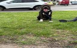Presa Canario dogs for sale: Presa for rehoming  - Image 5