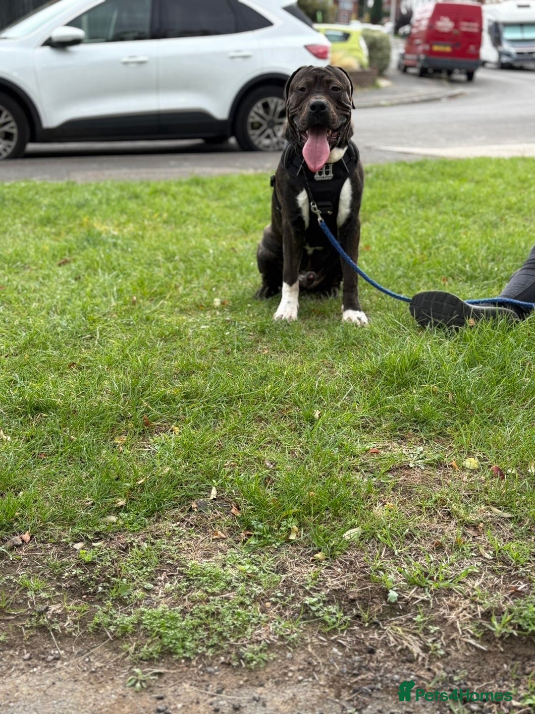 Presa Canario dogs for sale: Presa for rehoming  - Image 5