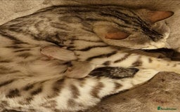 Mixed Breed cats for sale: Bengal x british short hair - Image 7