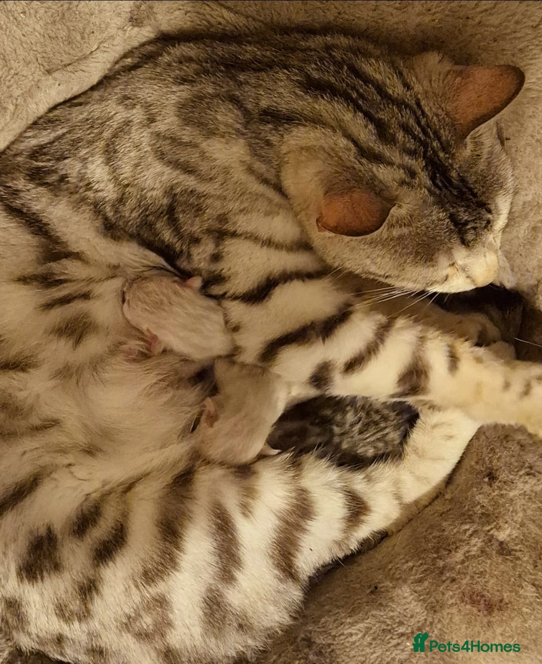 Mixed Breed cats for sale: Bengal x british short hair - Image 7