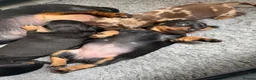Miniature Dachshund dogs for sale: Stunning Miniature Dachshunds - Advert 9