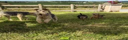 Lakeland Terrier dogs for sale: Lakeland Terrier pups - Advert 6