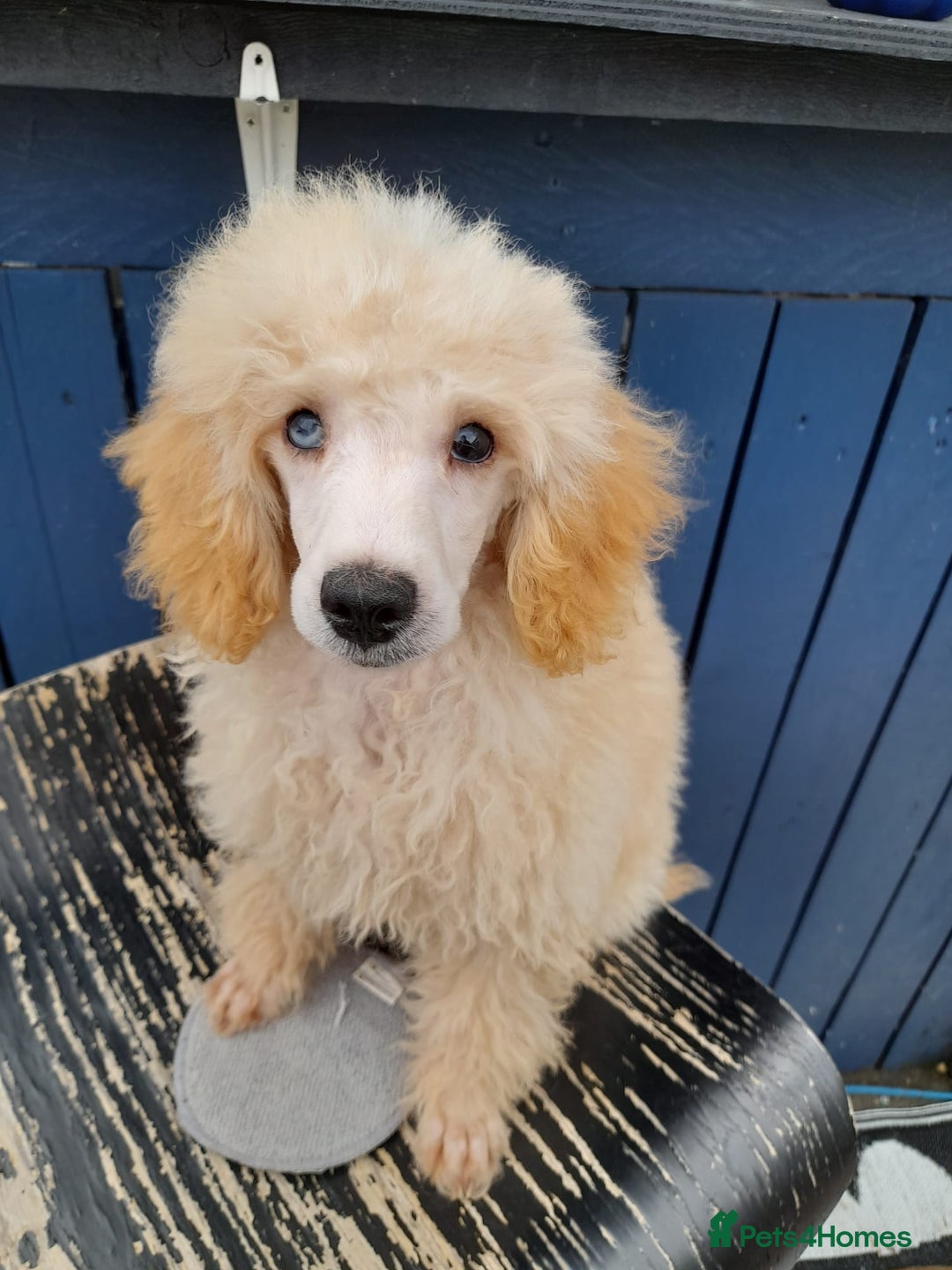 Toy Poodle dogs for stud: Proven, pra clear, kc reg Merle toy poodle  in Manchester - Image 2