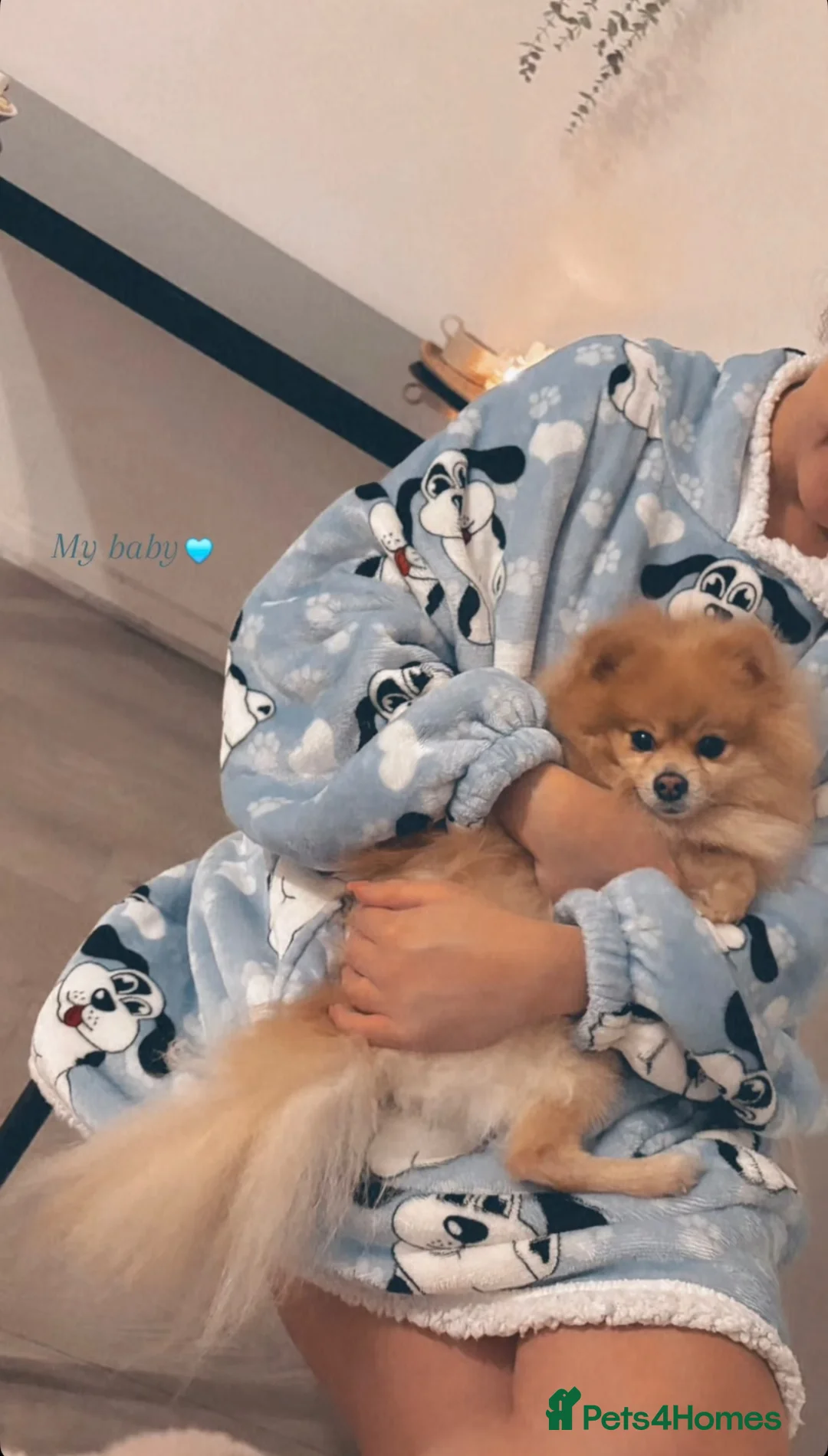 Pomeranian dogs for stud: STUD Male Pomeranian - Advert 2
