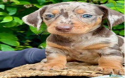 Miniature Dachshund dogs for sale: gorgeous Nice Dapple doxie pups shorthair - Image 1
