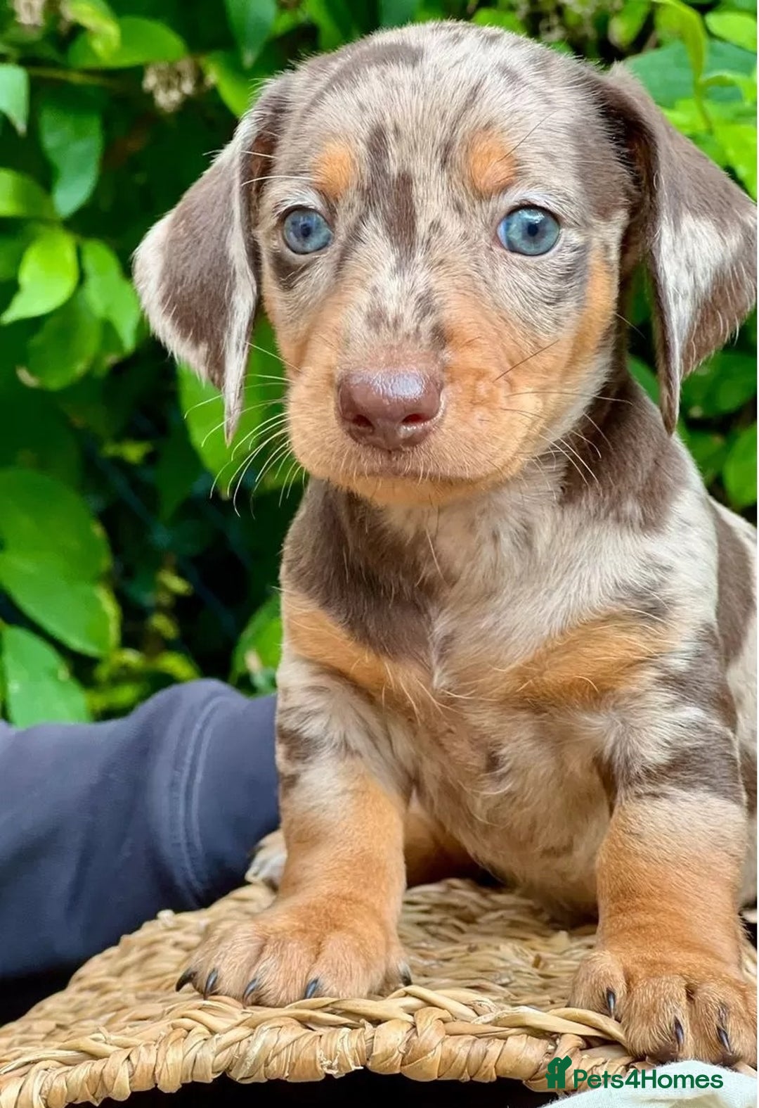 Miniature Dachshund dogs for sale: gorgeous Nice Dapple doxie pups shorthair - Image 1