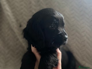 Cocker Spaniel dogs Working cocker spaniel puppies - Advert 2