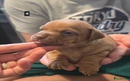 Jack Russell dogs for sale: Jack Russell puppy  - Image 14