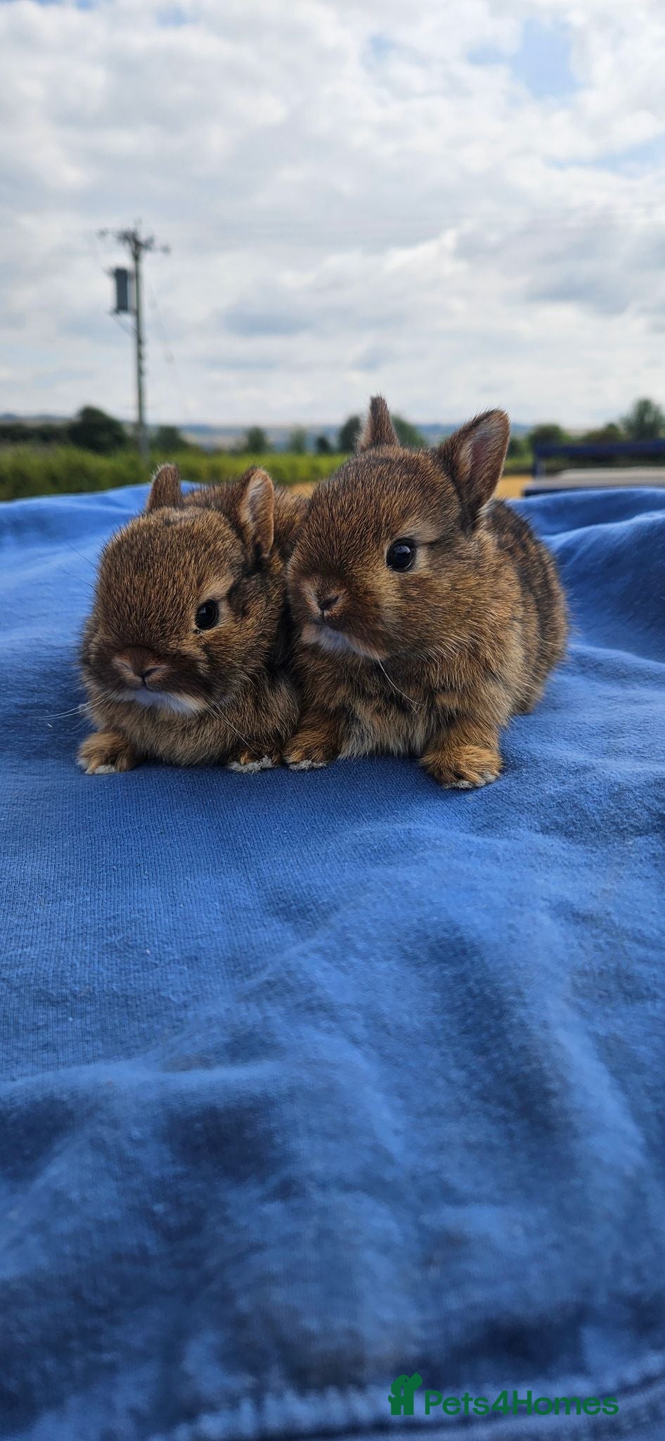 Netherland Dwarf rabbits Agouti Netherland Dwarf Bunnies 🤎🐰 - Advert 1