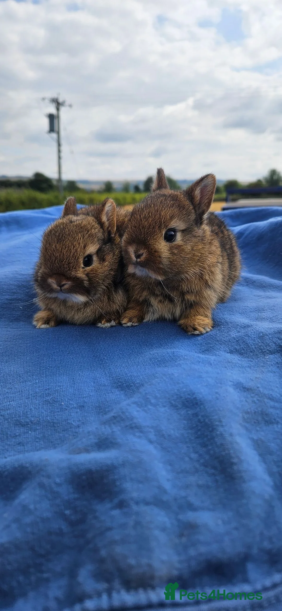 Netherland Dwarf rabbits for sale: Agouti Netherland Dwarf Bunnies 🤎🐰 - Advert 1