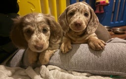 Miniature Dachshund dogs for stud: Frodo at Stud  in Milton Keynes - Image 7