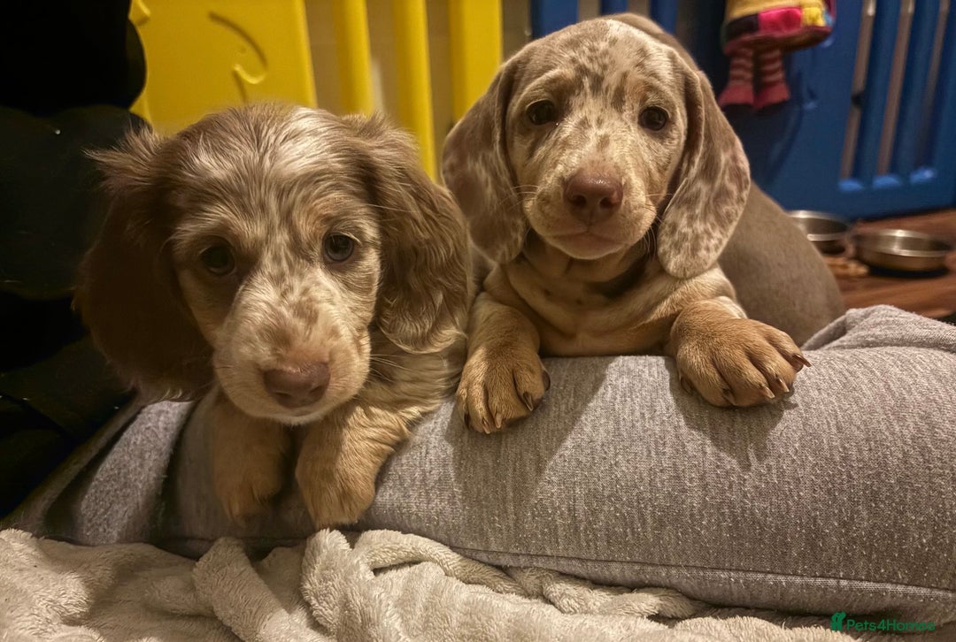 Miniature Dachshund dogs for stud: Frodo at Stud  in Milton Keynes - Image 7