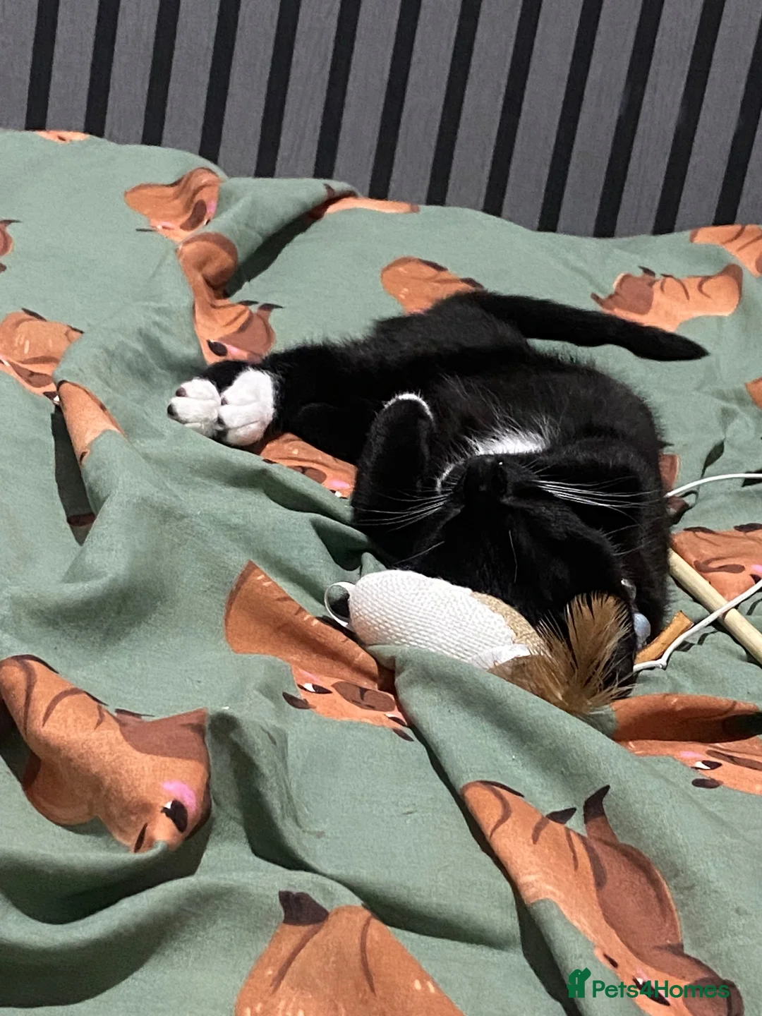 Domestic Shorthair cats for sale: 6 month old kitten in Prenton - Advert 3