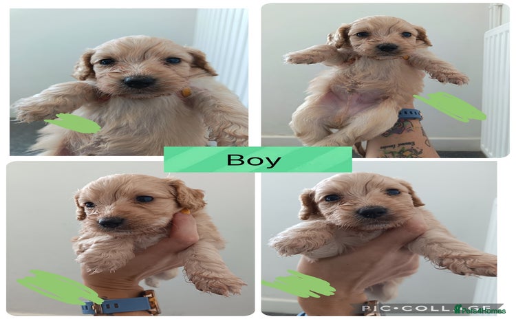 Mixed Breed dogs - Advert 15