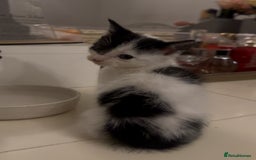 Mixed Breed cats for sale: Mixed breed kittens  - Image 20