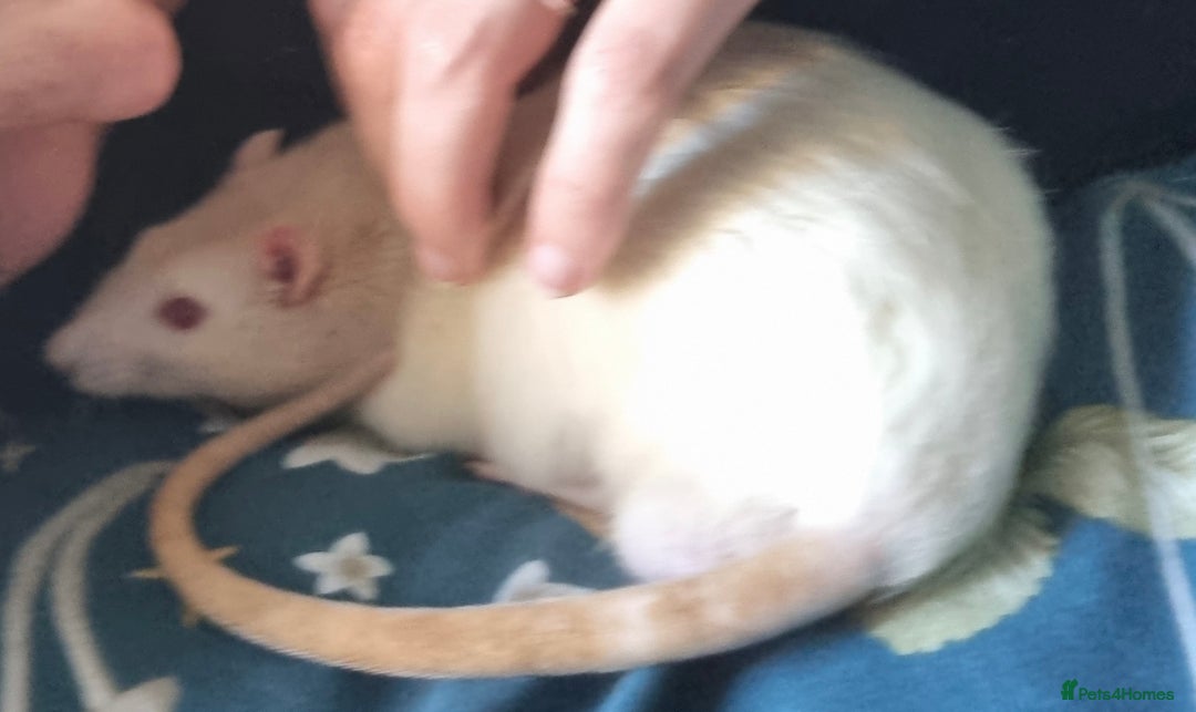 Rat rodents for sale: Older pet rat in need of rehoming - Advert 2