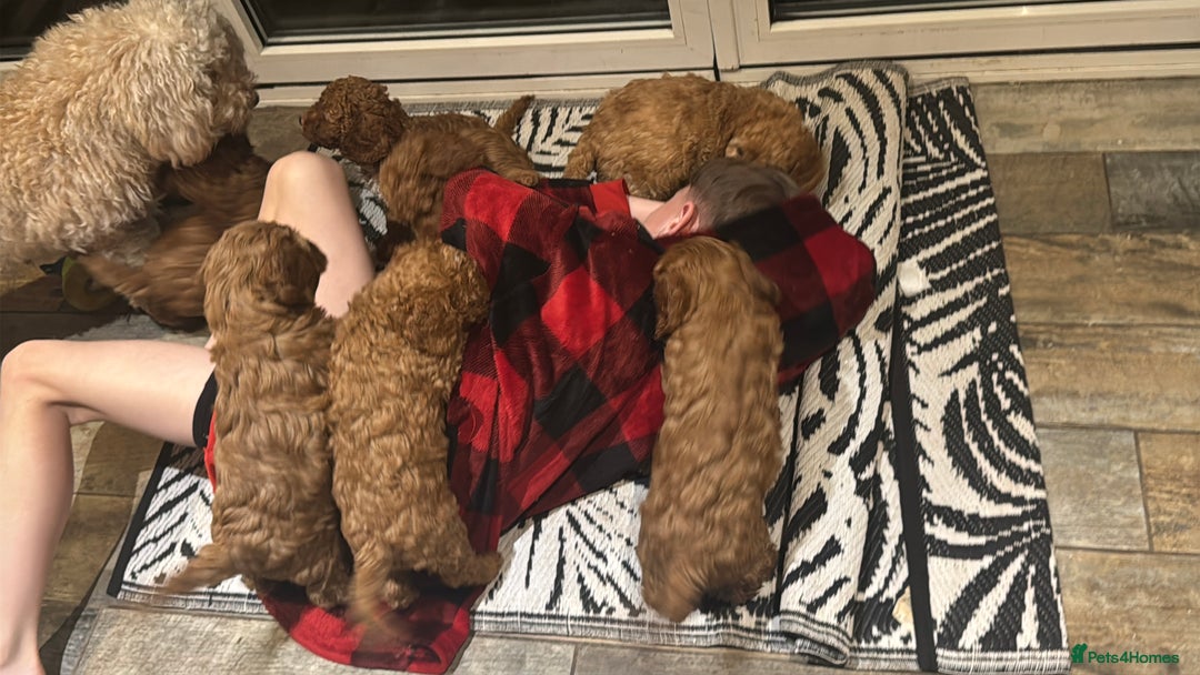 Cockapoo dogs for sale: F1 Cockapoo puppies  - Image 20