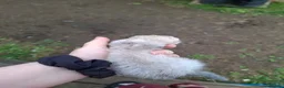 Ferret rodents for sale: Kits  - Advert 9