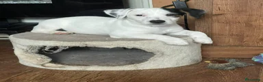 Jack Russell 1