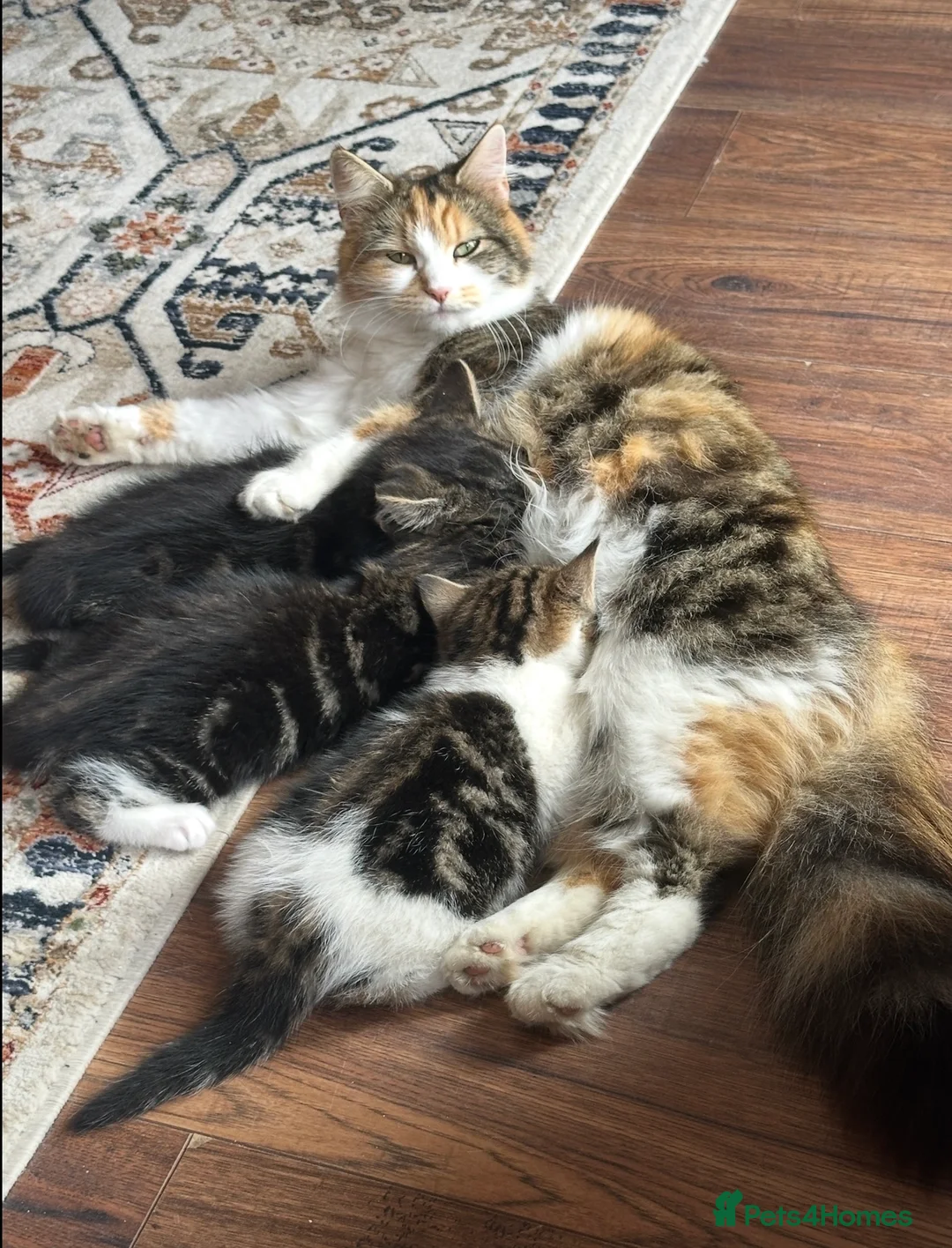Mixed Breed cats for sale: 4x Maincoon X American Wire Hair Kittens for sale  in Stourport-on-Severn - Advert 1