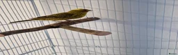 Canaries birds for sale: Fife + Opal Agage + Lizard Canaries - Advert 25