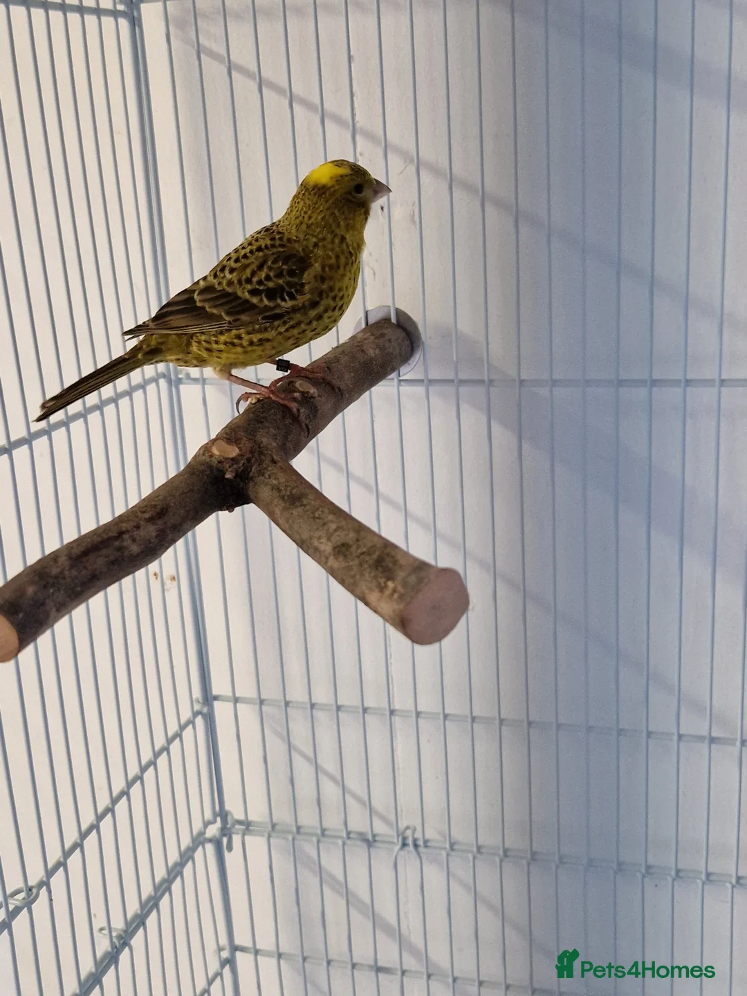 Canaries birds for sale: Fife + Opal Agage + Lizard Canaries - Advert 25