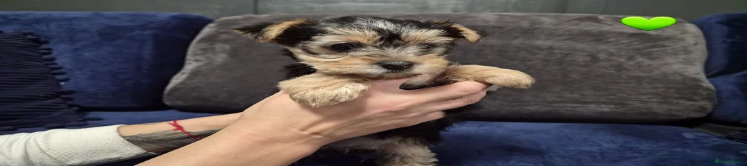Yorkshire Terrier Puppy 2