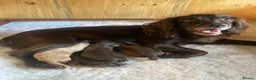 Cocker Spaniel dogs for sale: Working cocker spaniel puppies (no docked tails) in Norwich - Advert 1