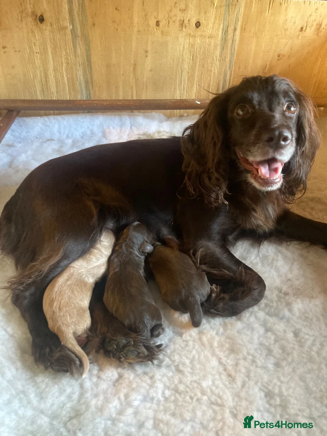 Cocker Spaniel dogs for sale: Working cocker spaniel puppies (no docked tails) in Norwich - Advert 1