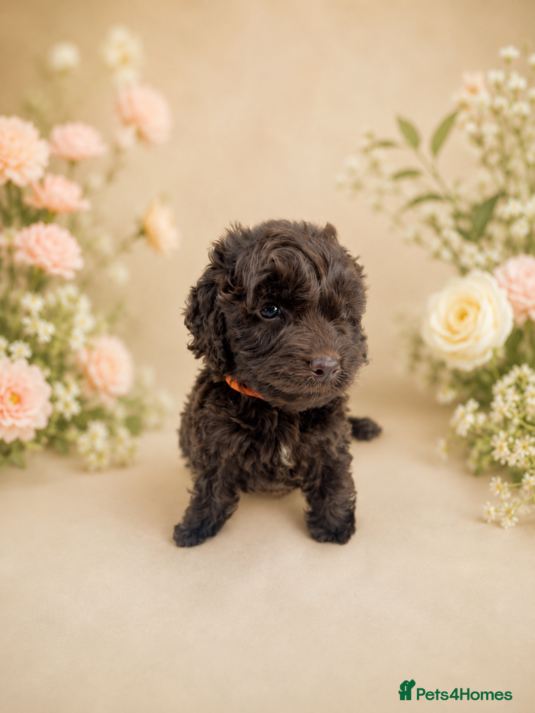 Cockapoo dogs for sale: 💓💙OUTSTANDING COCKAPOOS💙💓 - Advert 6