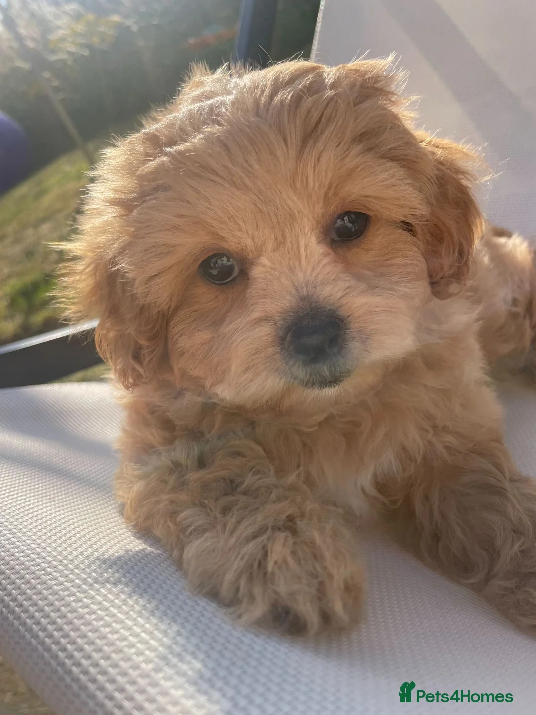Maltipoo dogs for sale: Small Maltipoos, 100% Perfection  in Birmingham - Advert 18
