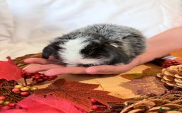 Mini Lop rabbits for sale: Gorgeous Pure Bred Mini Lops 💛 | RESERVE NOW 🐰 - Image 4