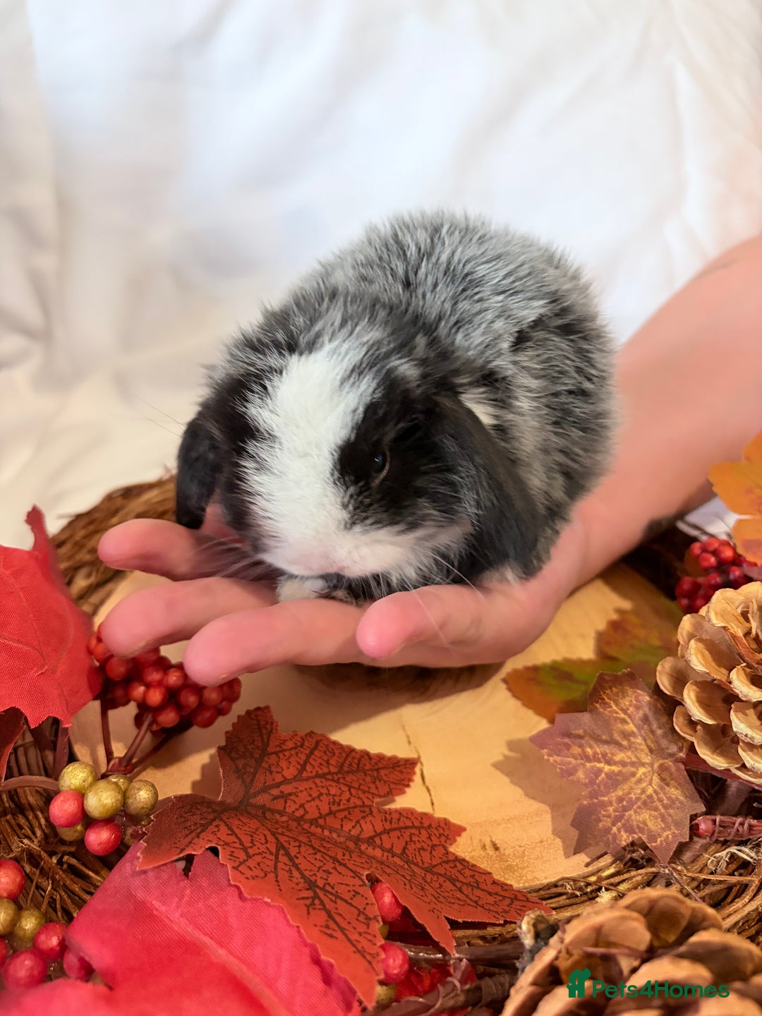 Mini Lop rabbits for sale: Gorgeous Pure Bred Mini Lops 💛 | RESERVE NOW 🐰 - Image 4