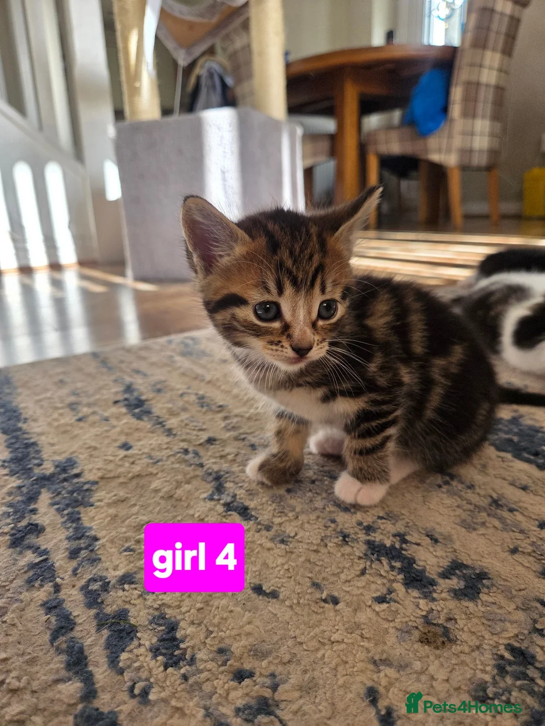Mixed Breed cats for sale: 4 girls and 2 boys - Advert 10